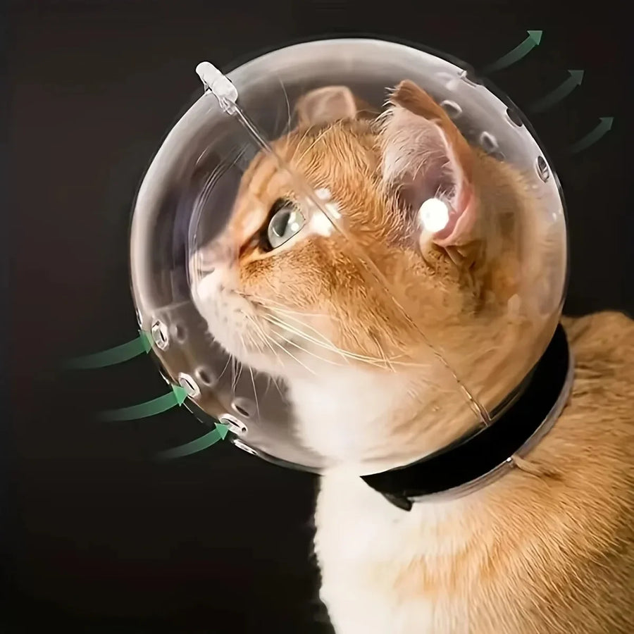 Cat wearing a transparent cone collar on a black background