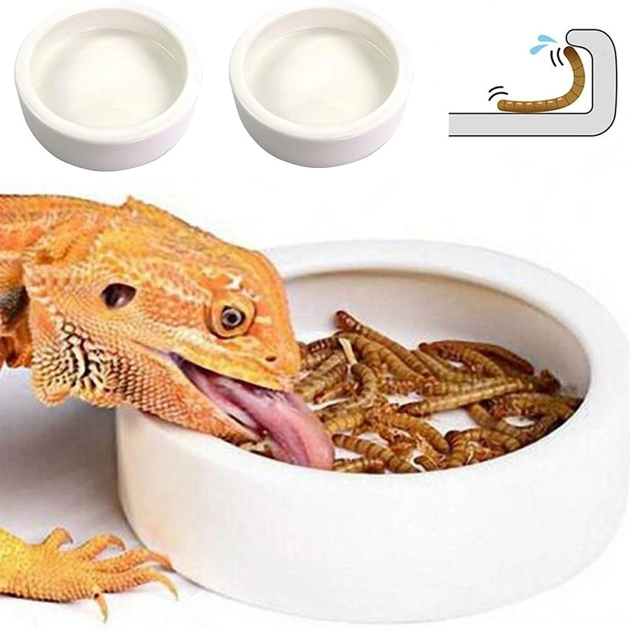 Bearded dragon eating from a white bowl with two small white bowls and a worm illustration on a white background.